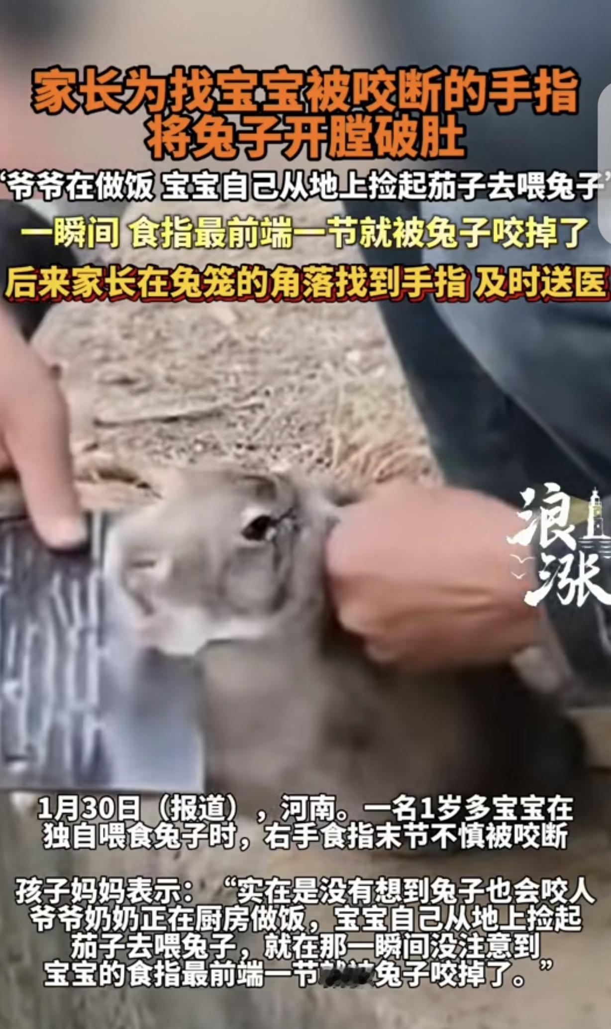 “悲剧了！”河南，一岁多宝宝捡起地上的茄子，去喂兔子，不料食指却被兔子咬去一截，