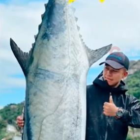 11月29日，珠海市万山区担杆镇庙湾海域出现了一条巨大中华马鲛鱼，引起了众多渔民