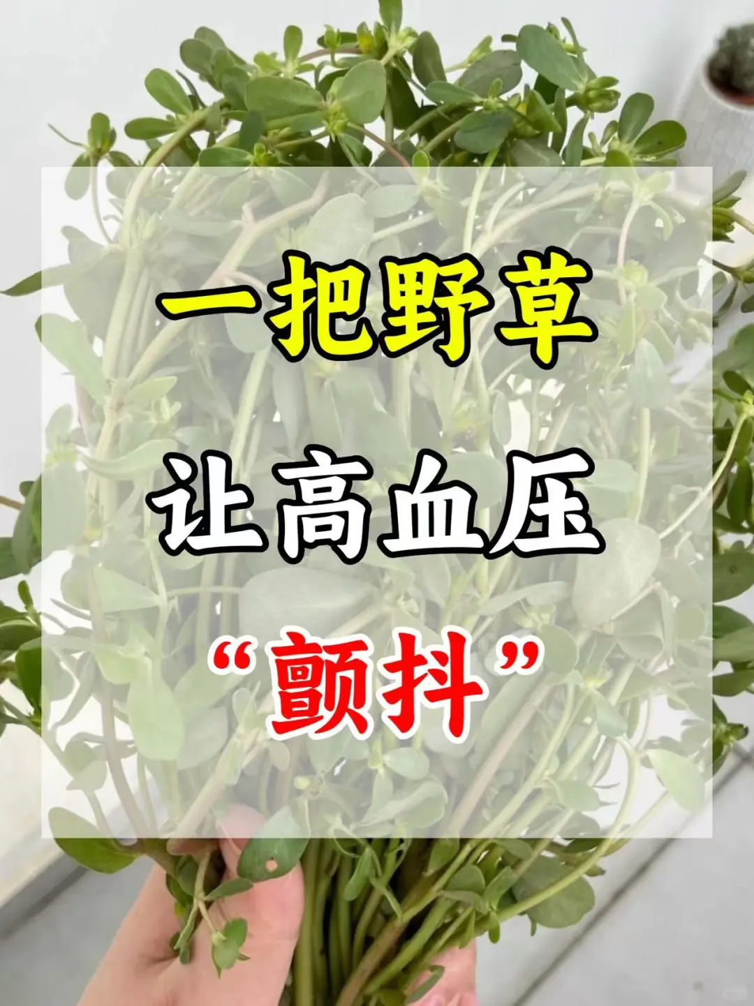 芒种时节，是最适合采摘马齿苋的时候，你仔细观察城市的路边，很多花坛里都...