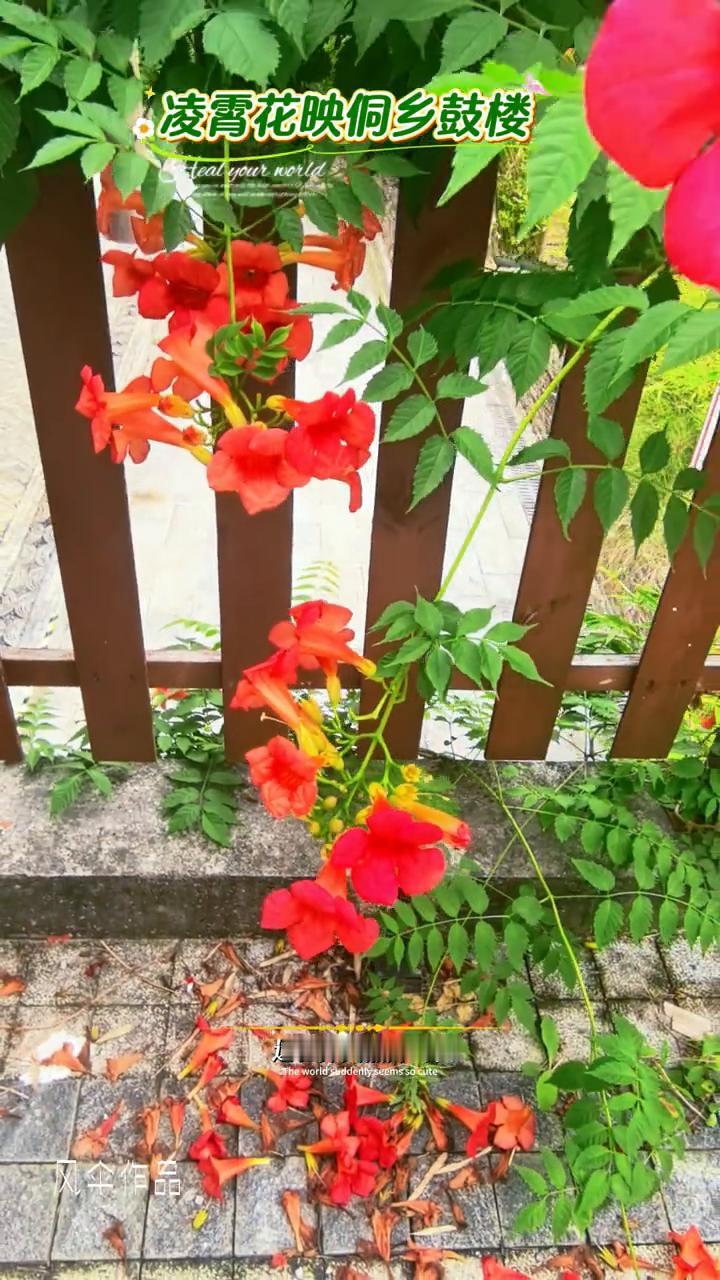 凌霄花映侗乡鼓楼。
风伞作品。
杨起的首角弯弯的眼眸，这世界突然好可爱。让我的心