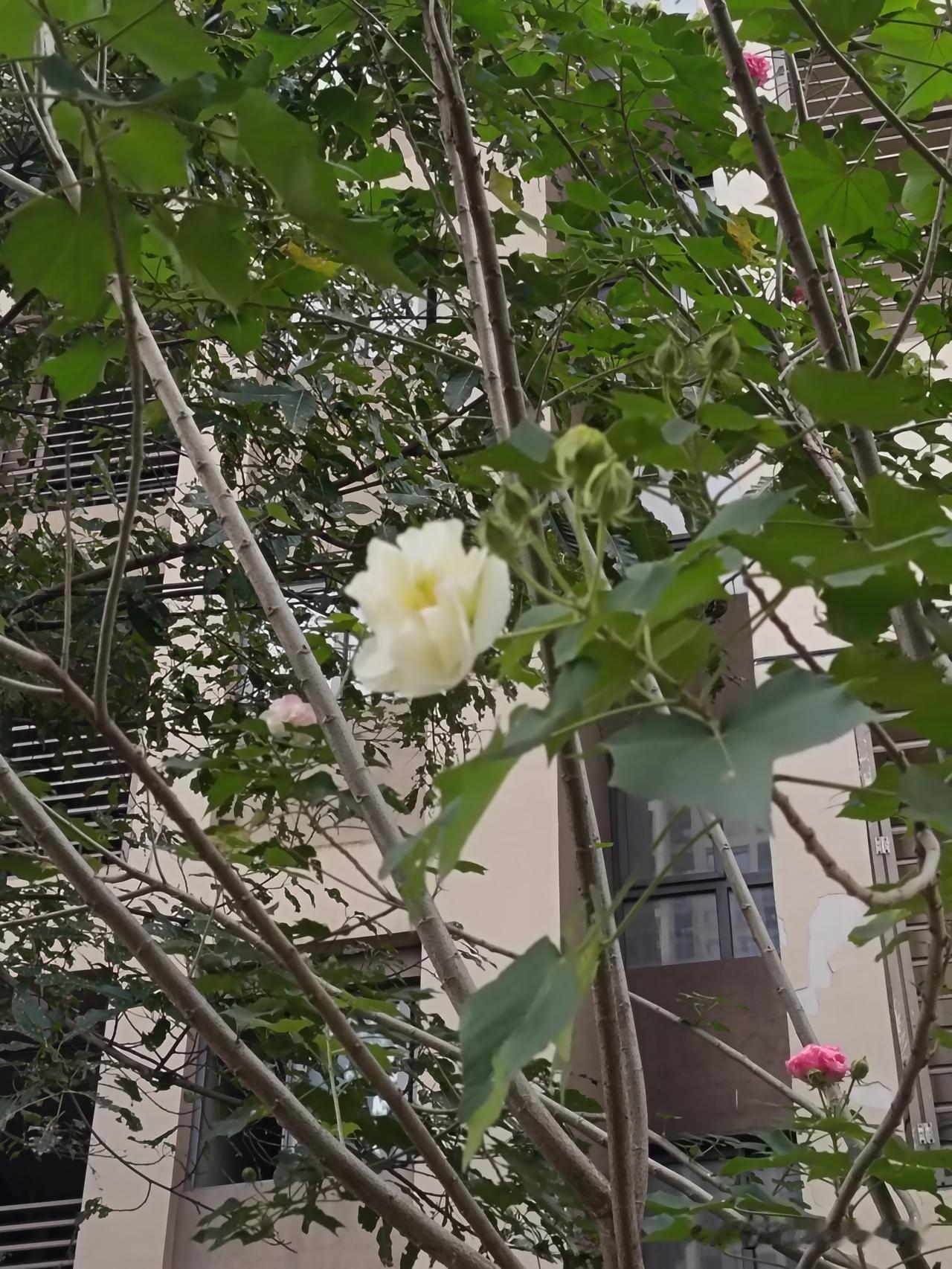 木末芙蓉花，山中发红萼。
涧户寂无人，纷纷开且落。
—王维《辛夷坞》

芙蓉花在