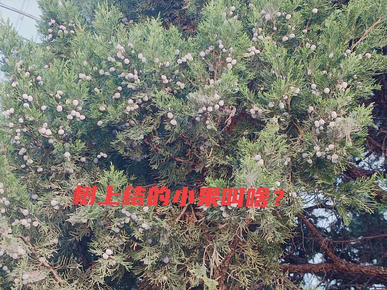 分享我这周有趣的事：解锁“野生小山村”副本

昨天十点，阳光刚好，没有网红打卡点