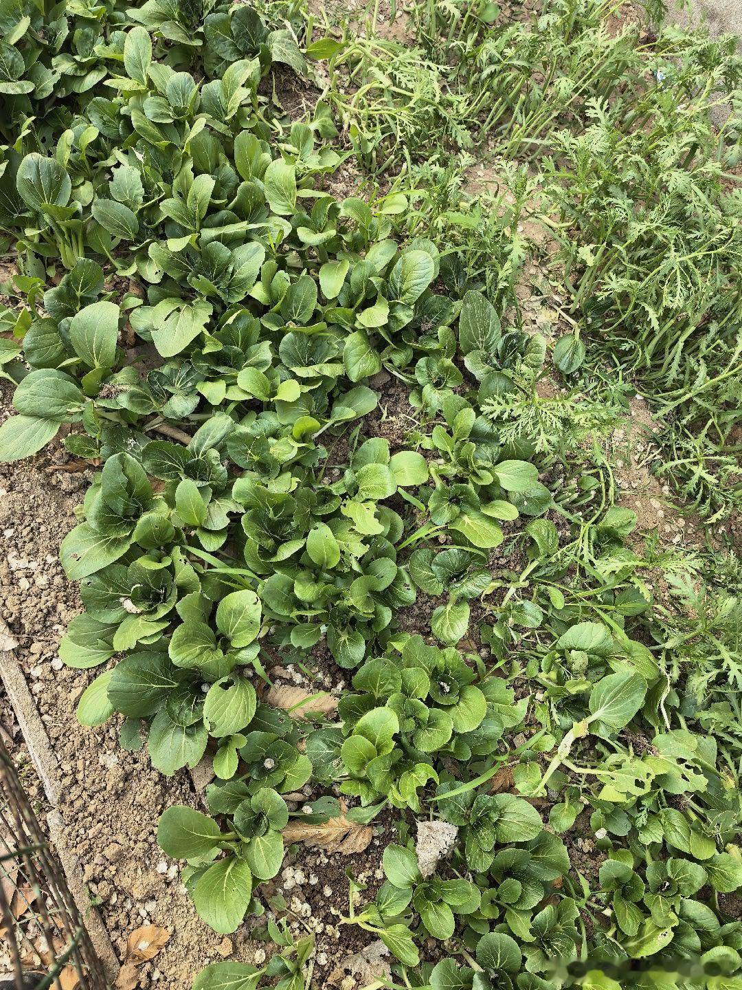 这是我们老家门口的菜 