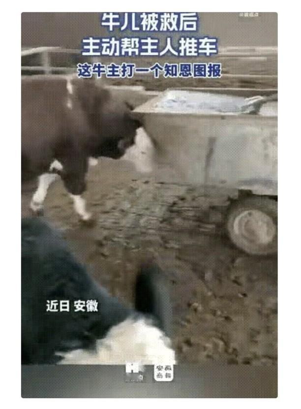 万物皆有灵！安徽ICON，一对夫妻的养殖场里有六七百头牛，但有一头牛却通“灵性”