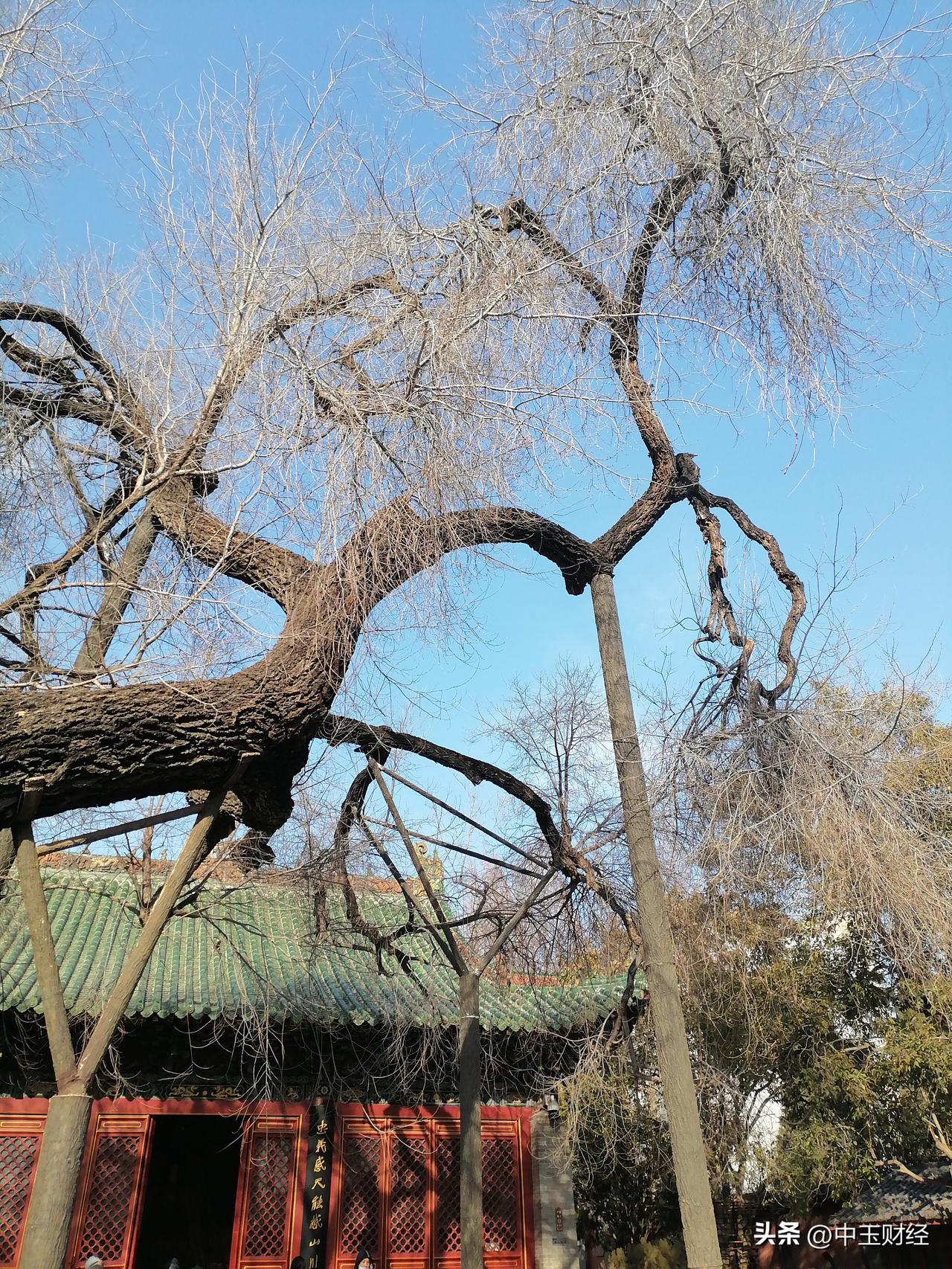 春日生活打卡季在即将春花烂漫的季节，看到这棵200年左右的古槐树，也是一种惊讶与