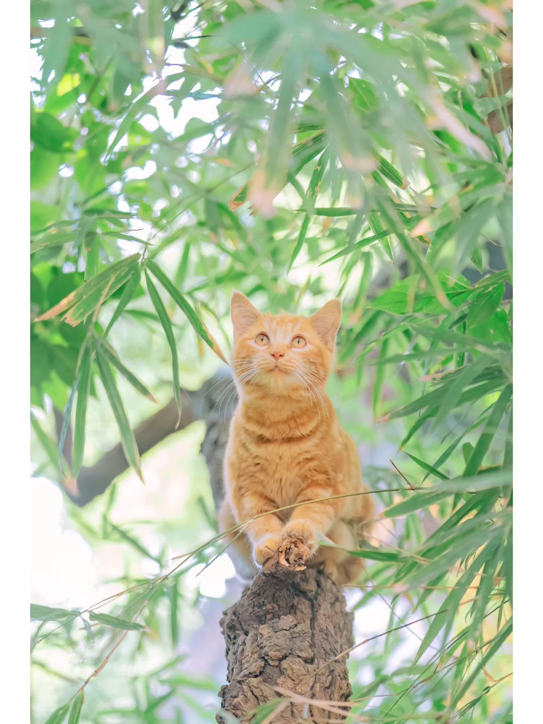 治愈人心的猫猫日历壁纸（二十二）