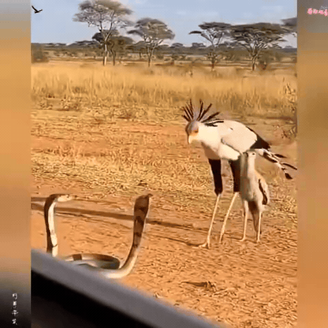 非洲草原名场面！眼镜蛇遇上蛇鹫，直接上演“大型社死现场”😂 
这货腿长自带“物