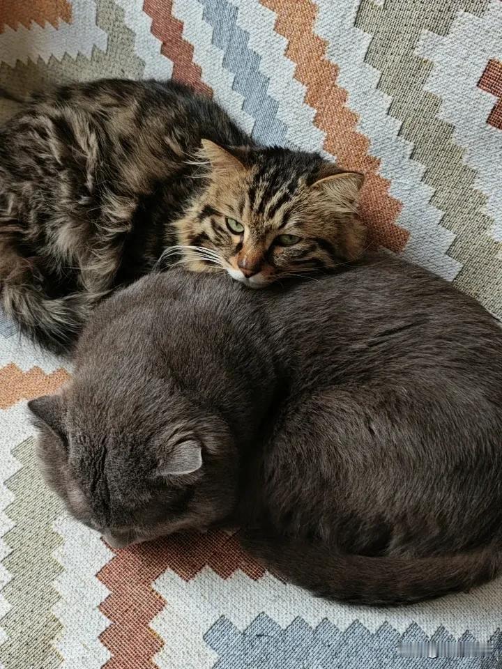 对象不找，吃睡玩吃睡玩，你们让累死累活的人类好羡慕！

你看我家这只小猫咪，妥妥