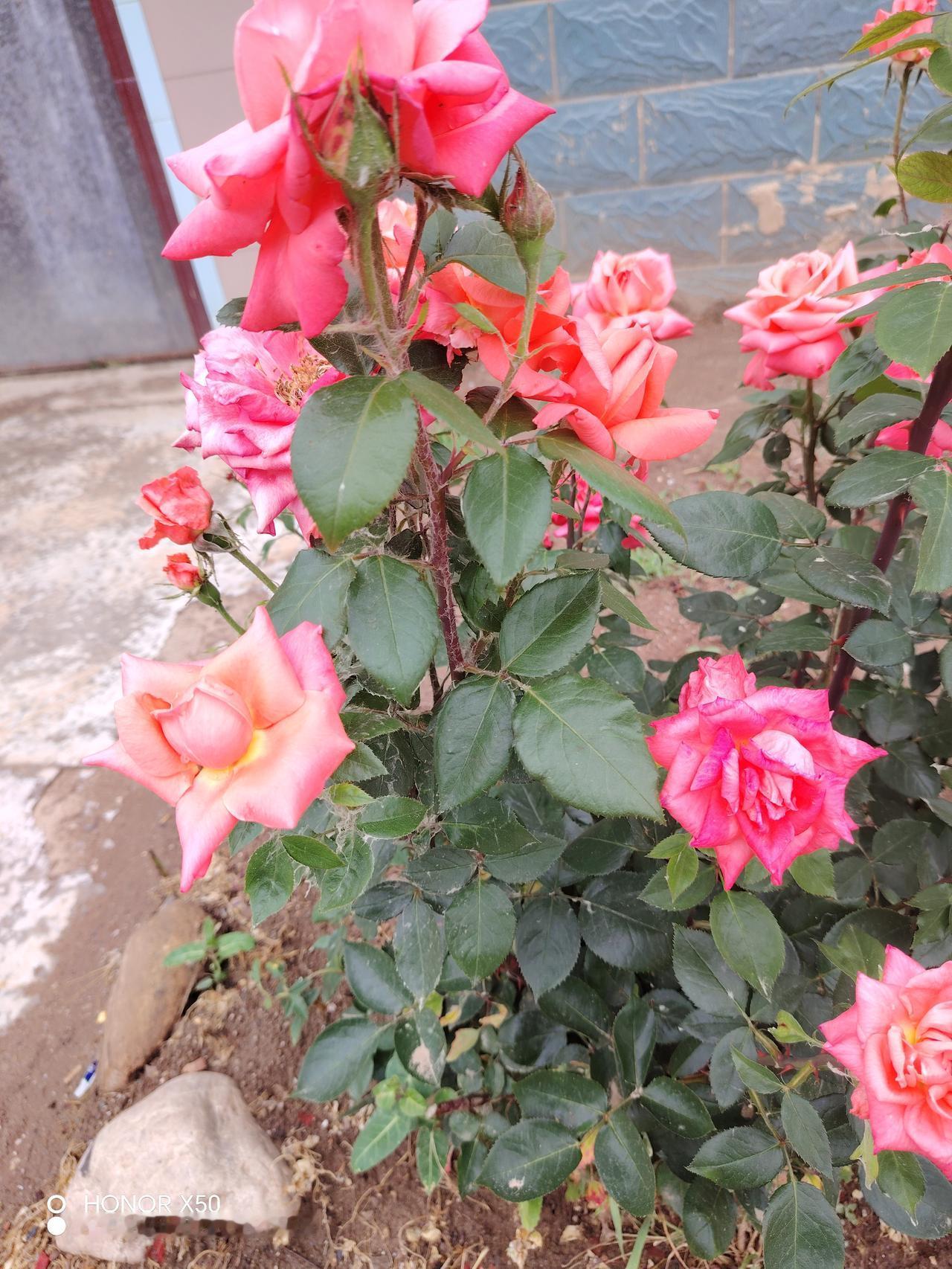 晒图笔记大赛美丽的月季花开了，芳香迷人，争相斗艳，美不胜收！