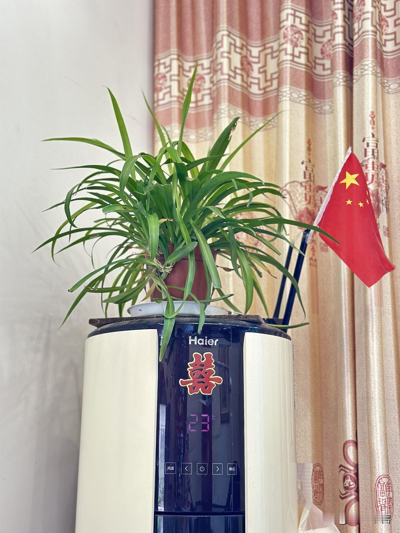 喜气洋洋迎新年，绿植相伴添生机！🌱🇨🇳
