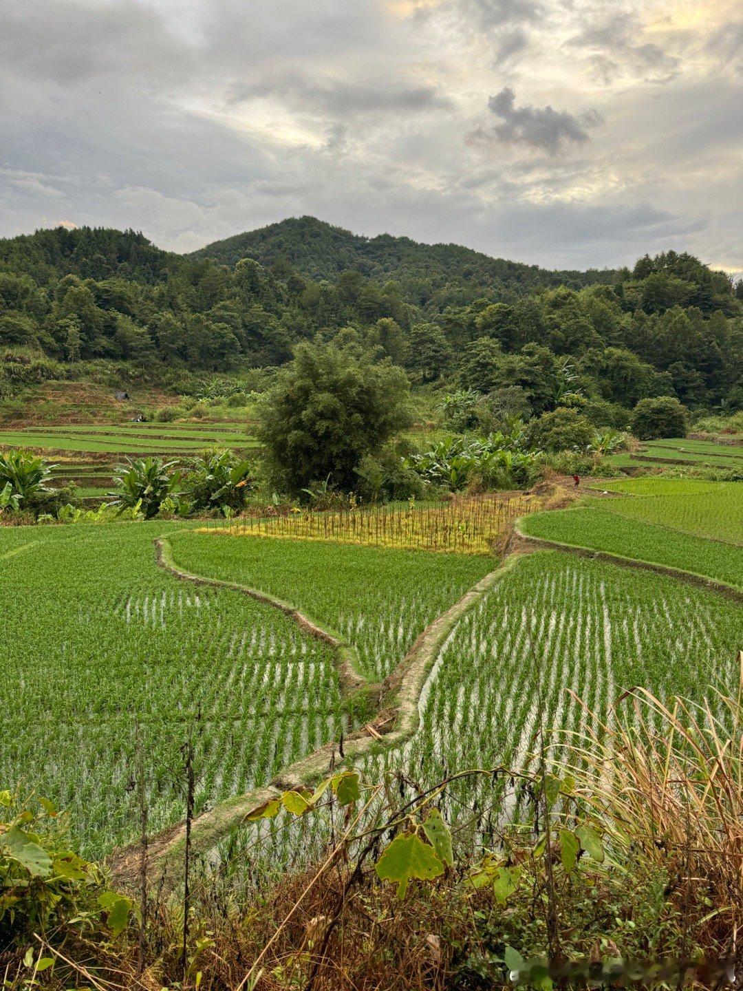 大自然的气息，多看绿色，此绿色非彼绿色[哈哈][哈哈][哈哈] ​​​