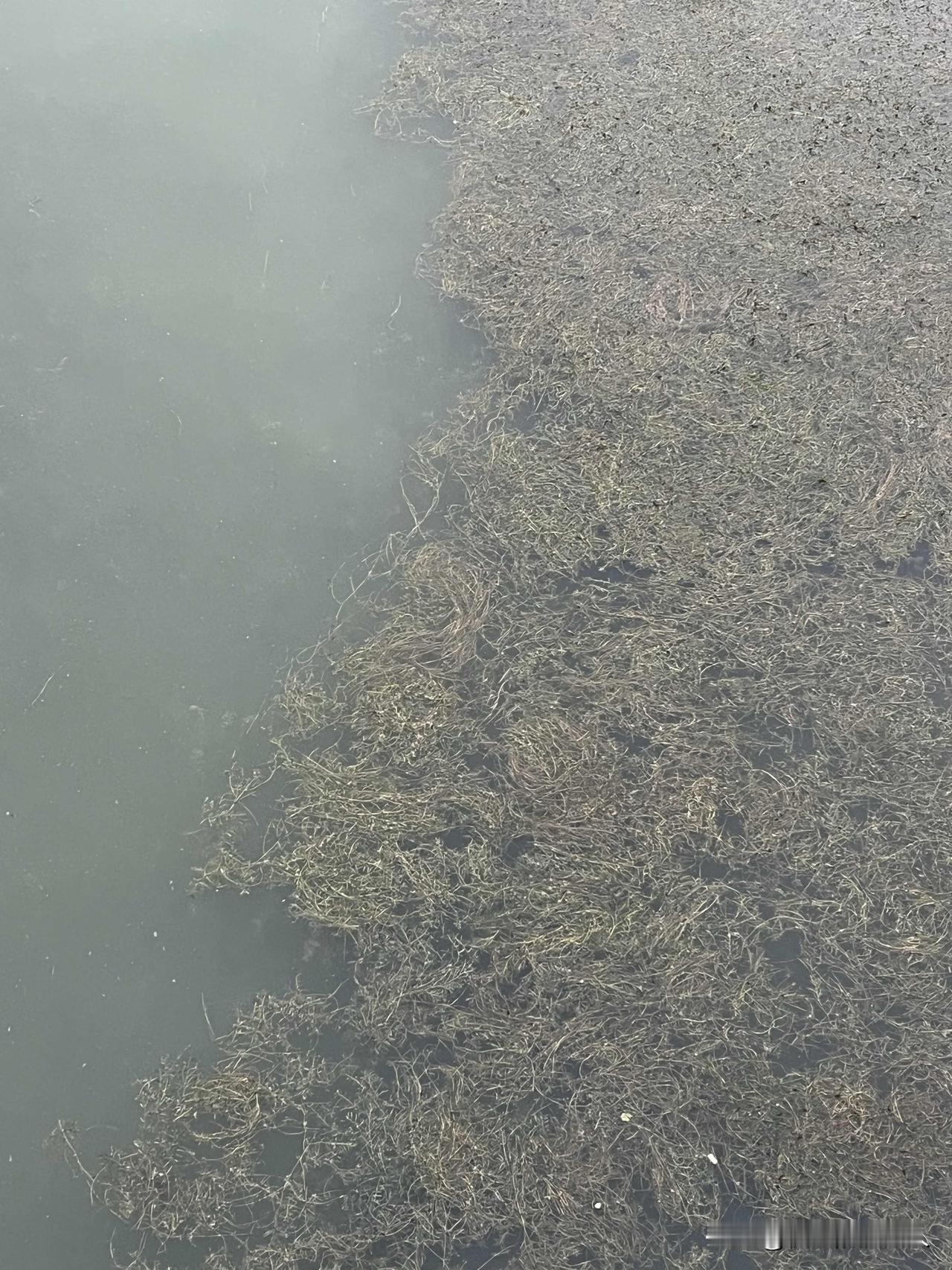 能相信这是滨州新立河吗？今天早上拍的，水草肆虐，浑浊不堪，水面一动也不动！前几天