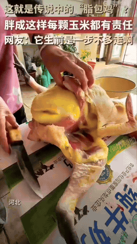 河北奶奶杀鸡，一开膛发现厚厚的一层金灿灿鸡油裹着肉，看着像一块软黄金。这只鸡，可