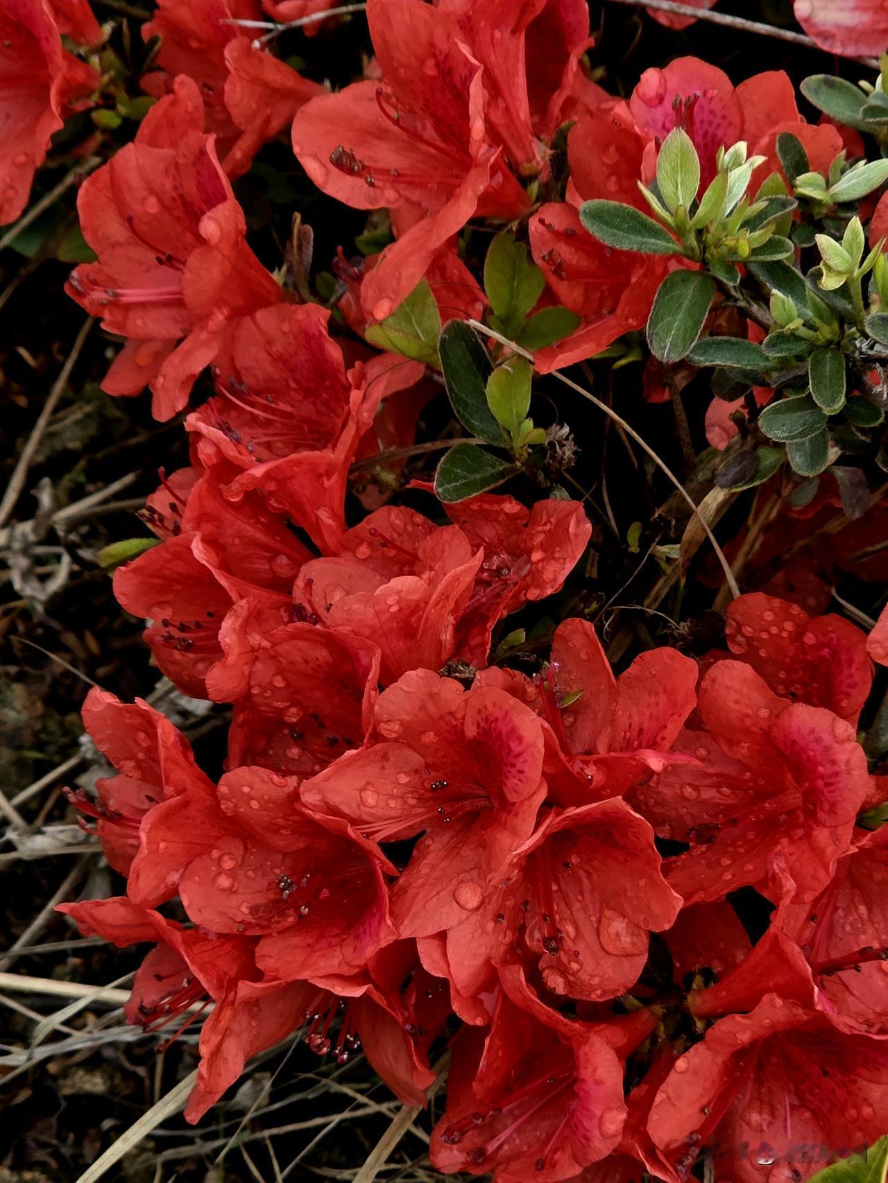 杜鹃花为什么又叫映山红?您知道吗？可以的话，评论区告诉我哦
