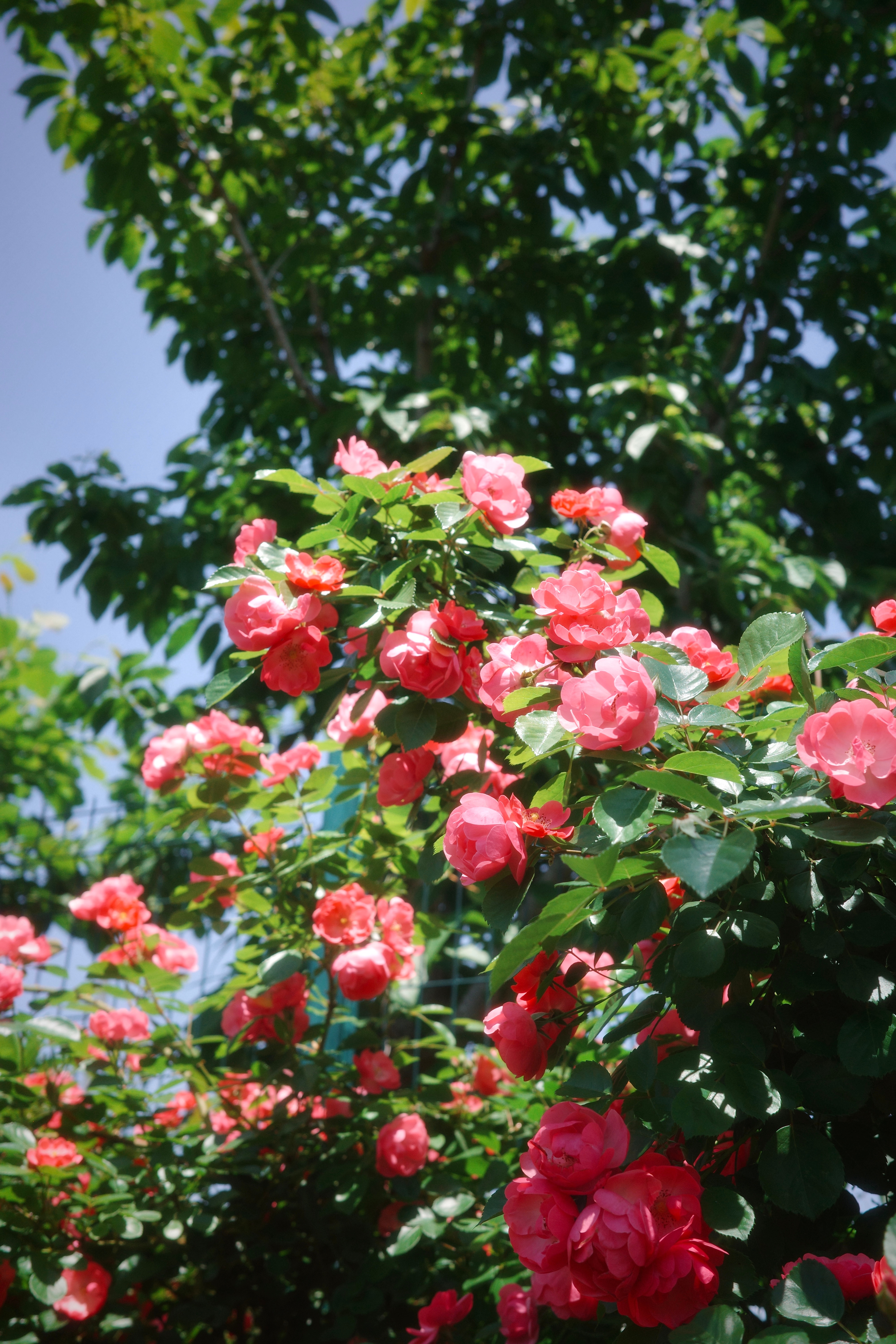 🌺🧚🏻♀️/ 蔷薇花开春天真美好~ in 闵行文化公园 上海·闵行文化公园