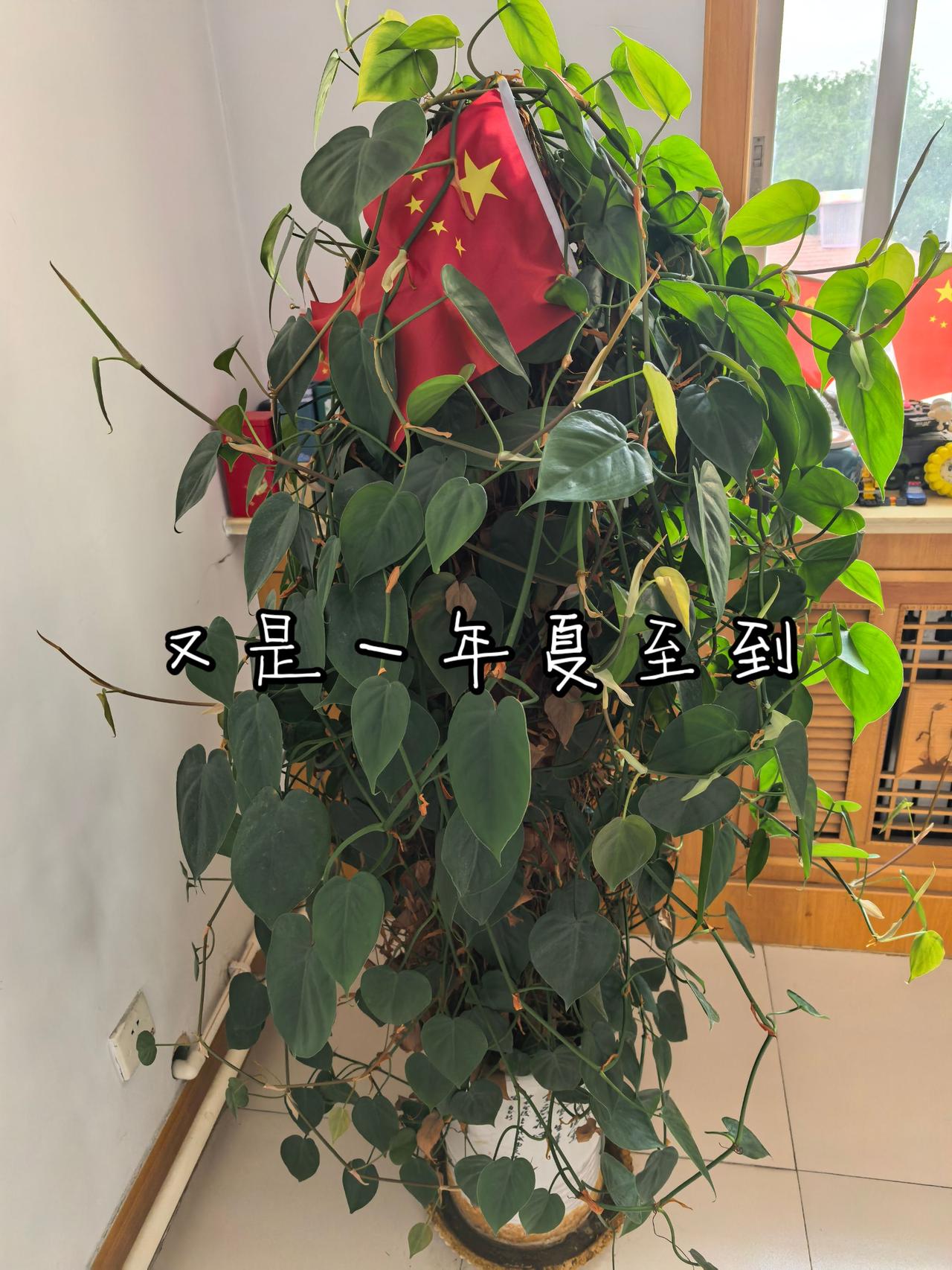又是一年夏至到