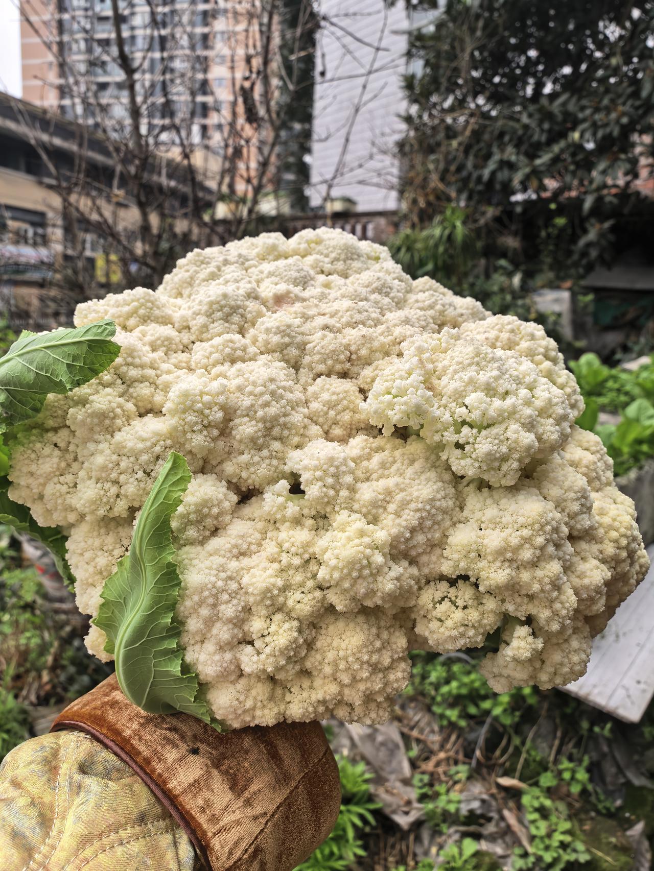 回娘家得到了妈妈最高的奖励，亲自到菜园里砍了这朵大花菜。

这朵大花菜不仅漂亮，