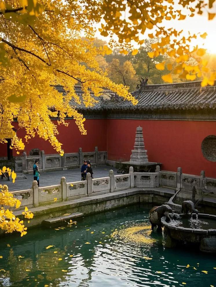 洗象池边红墙黑瓦的古寺，在夕阳轻抚下愈发静谧，银杏叶飘落。红墙绿叶黄花 满架秋色