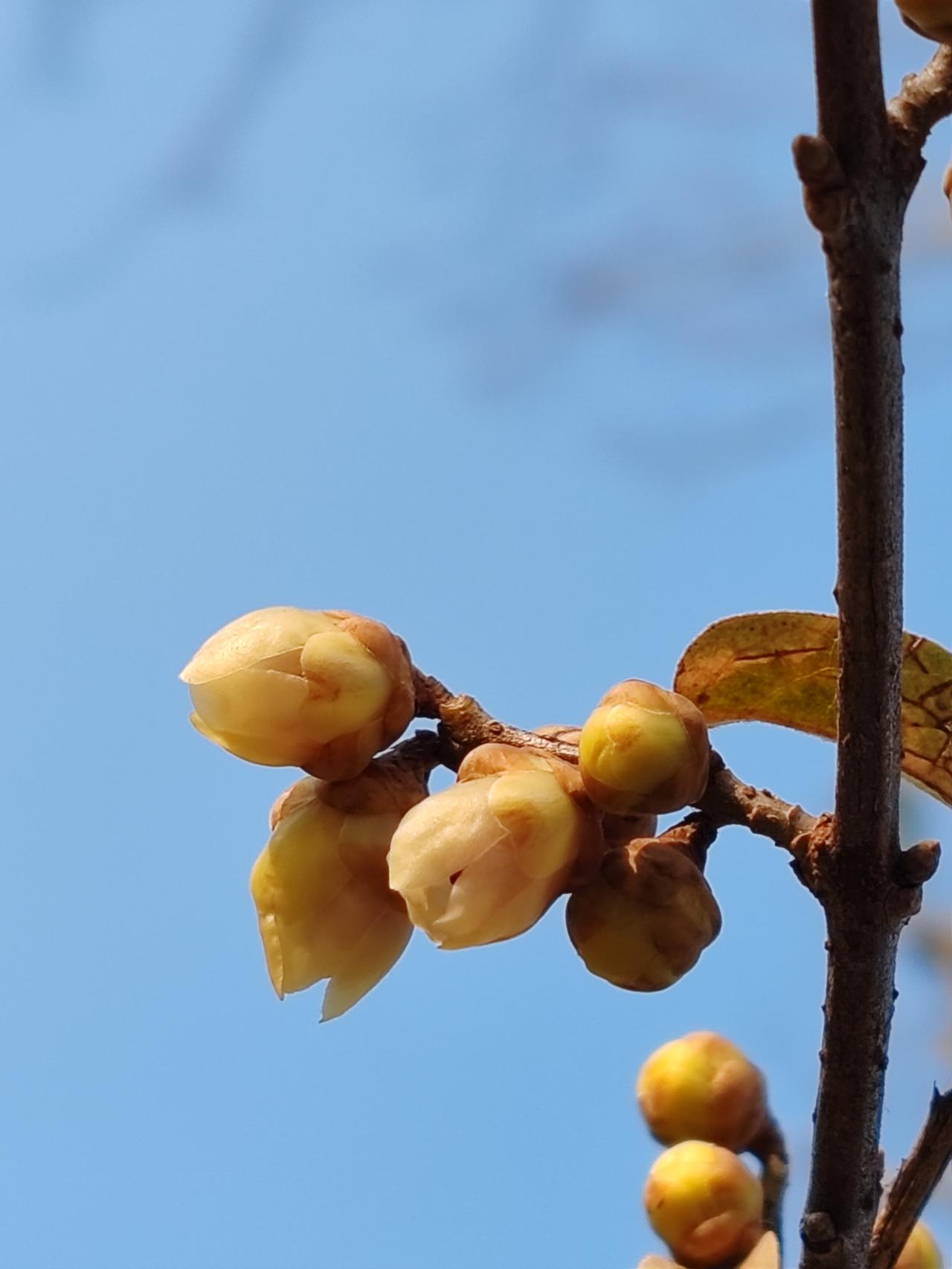晒图笔记大赛腊月赏梅。