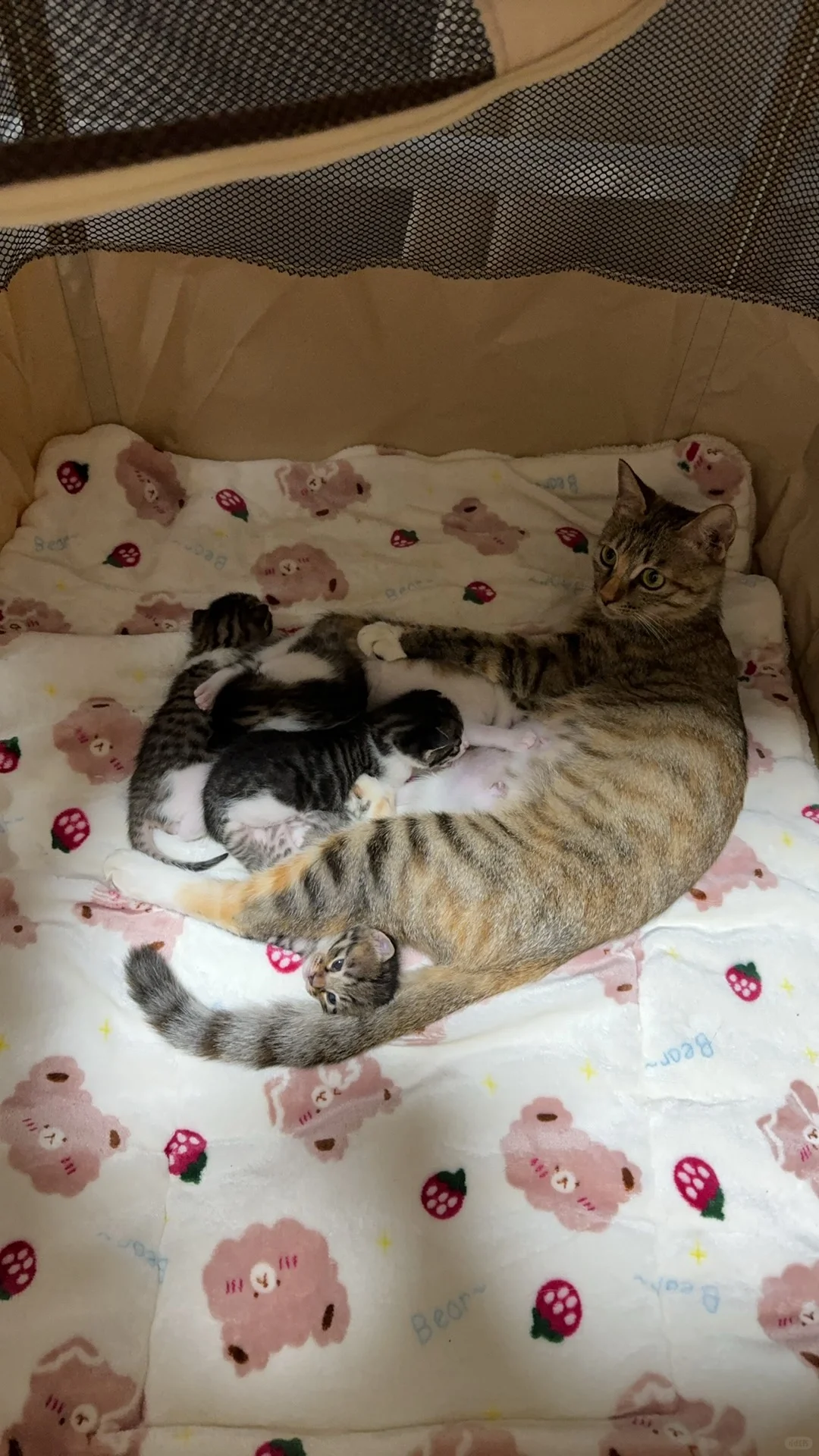 妈妈和孩子的日常