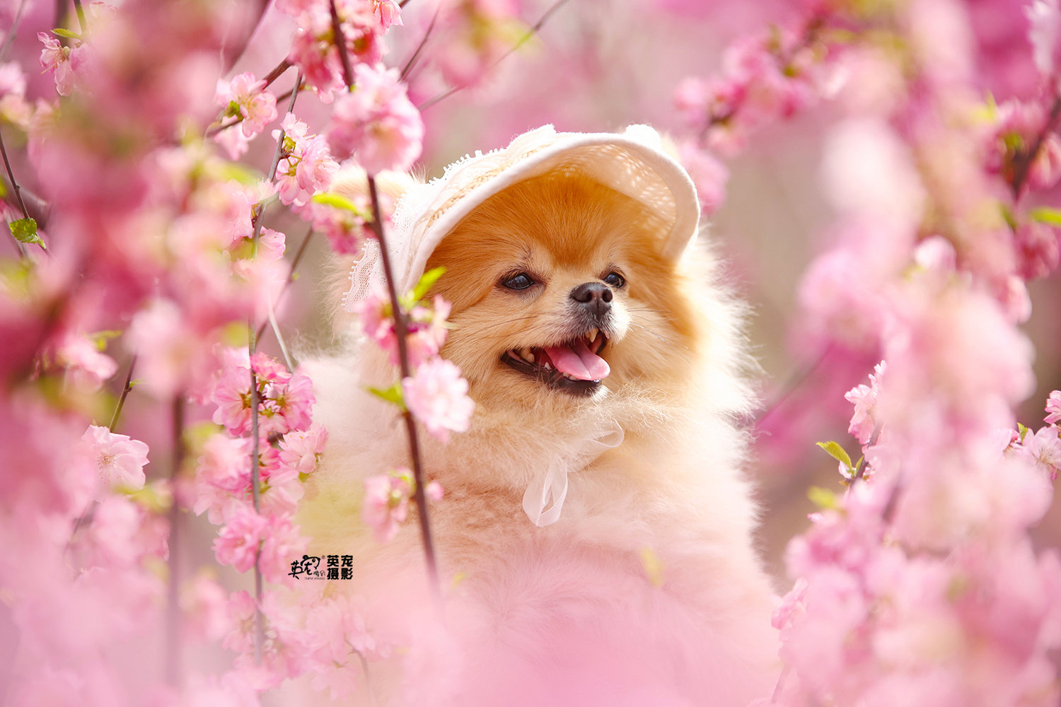 这甜的，我血糖都上升了！[哇]#爱宠物爱英宠摄影[超话]# #宠物摄影# #博美