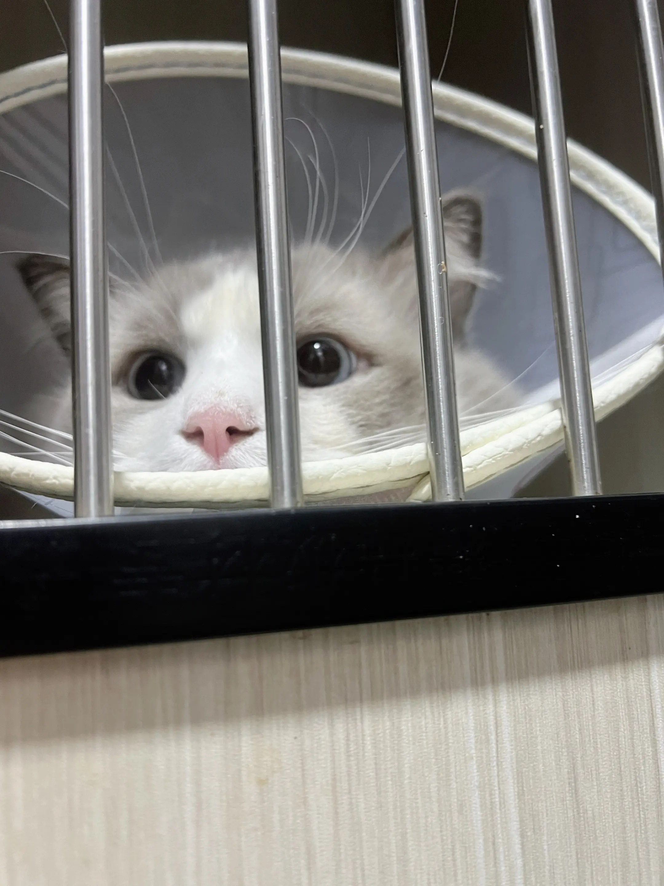 你很爱一只猫。 爱到愿意俯身去猜测她的喜怒，爱到查资料找医生只 为读懂...