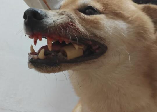狗还能被骨头卡住，也是挺离谱……