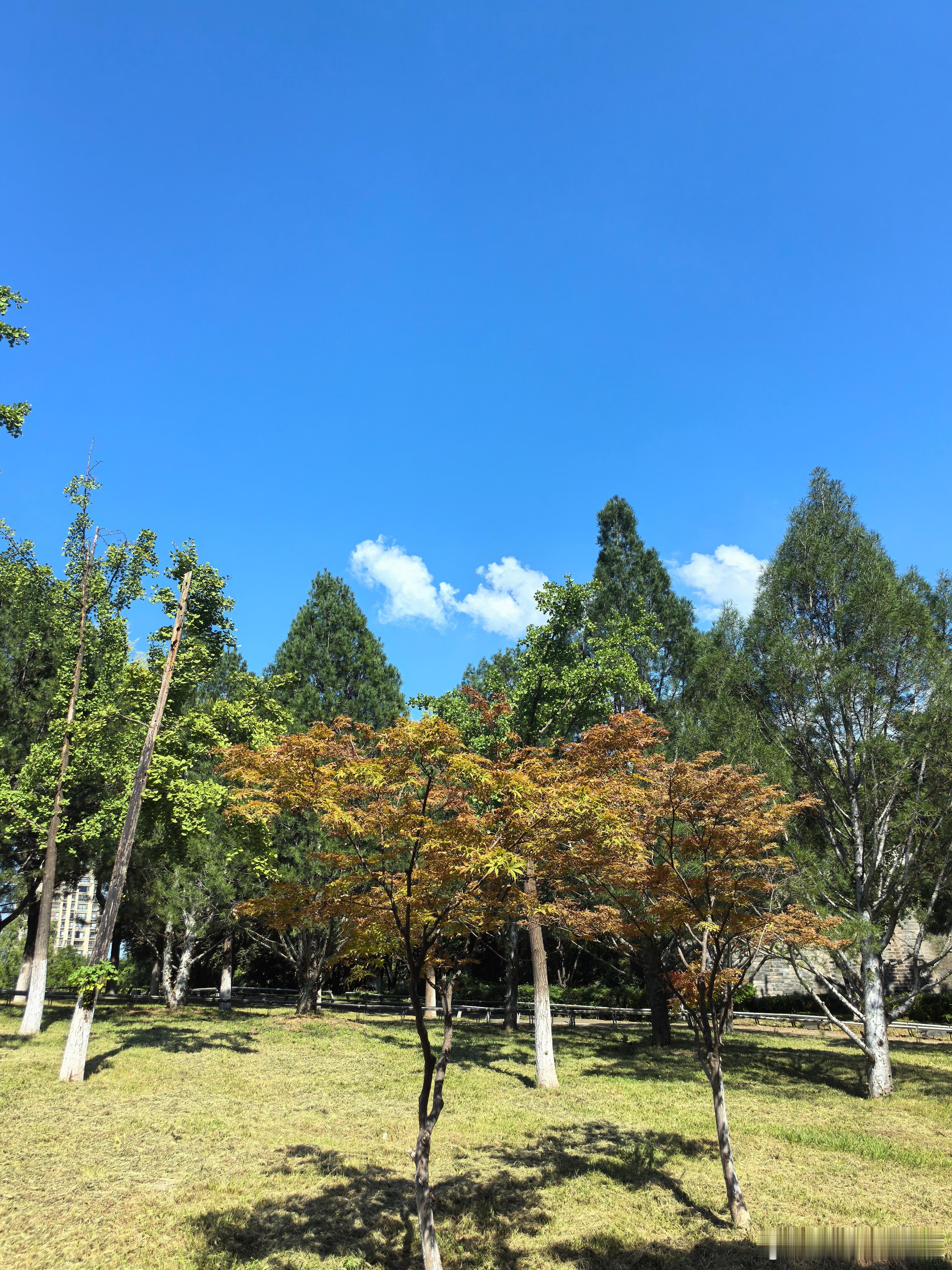 随手拍美景 [心][心] 荣儿的日常 蓝天澄澈，草木繁茂。静看云卷云舒，独享片刻