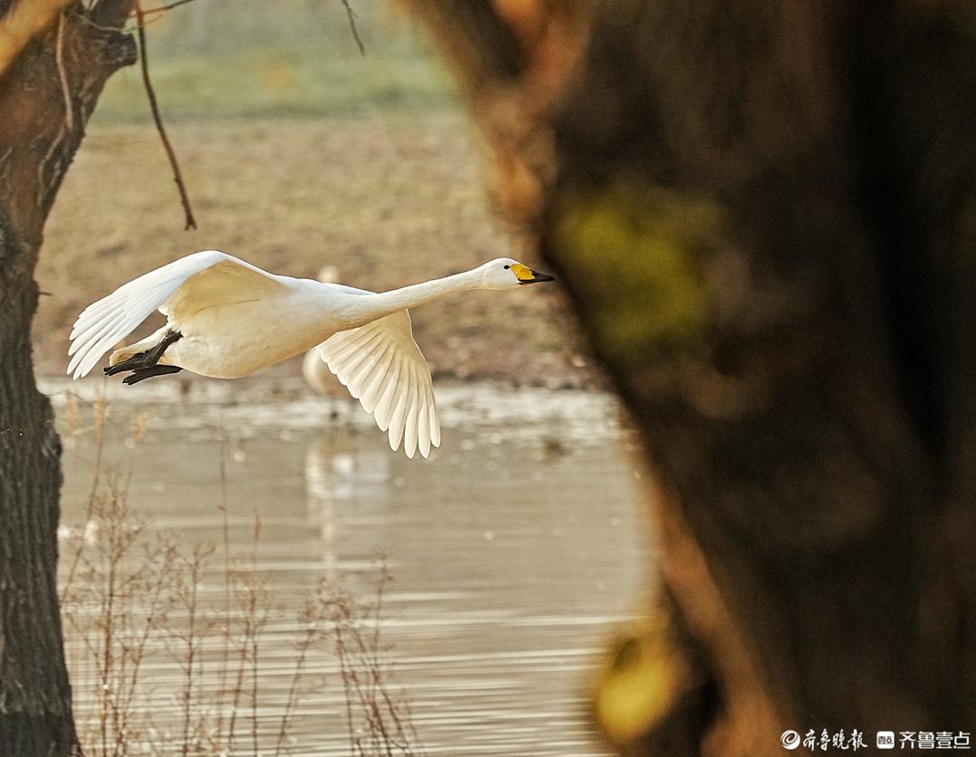 山西平陆天鹅湖，林中飞翔的天鹅