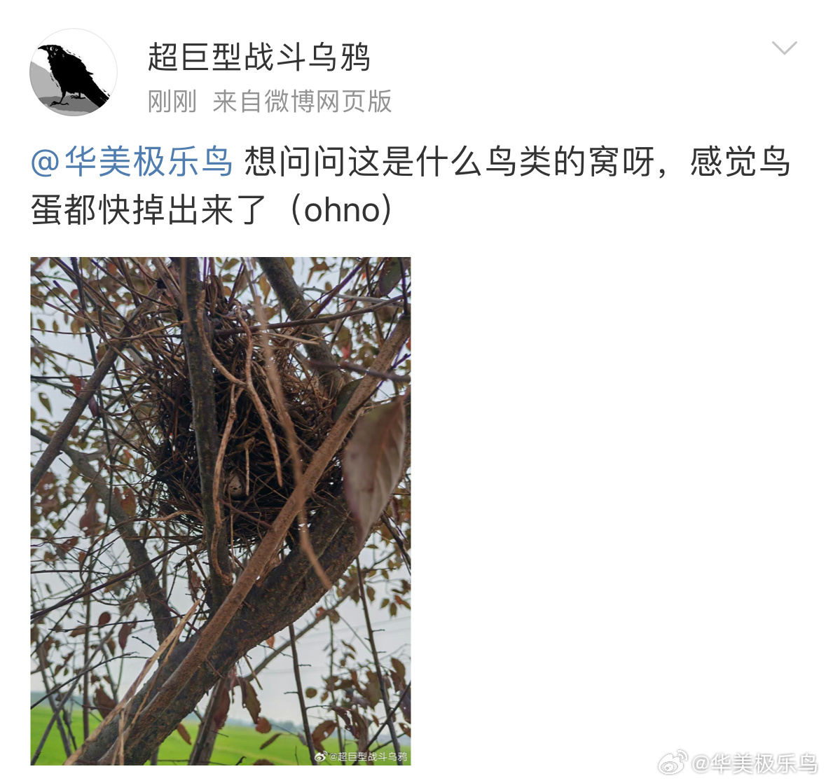 #鸟粉投稿# 纵横交错的树枝堆成了窝，盲猜斑鸠！底部的蛋🥚感受到了一丝凉意 ​