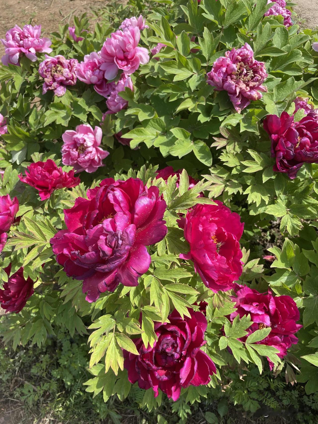 相册里的牡丹花，美得很，是前一段时间拍的，继续晒起来！