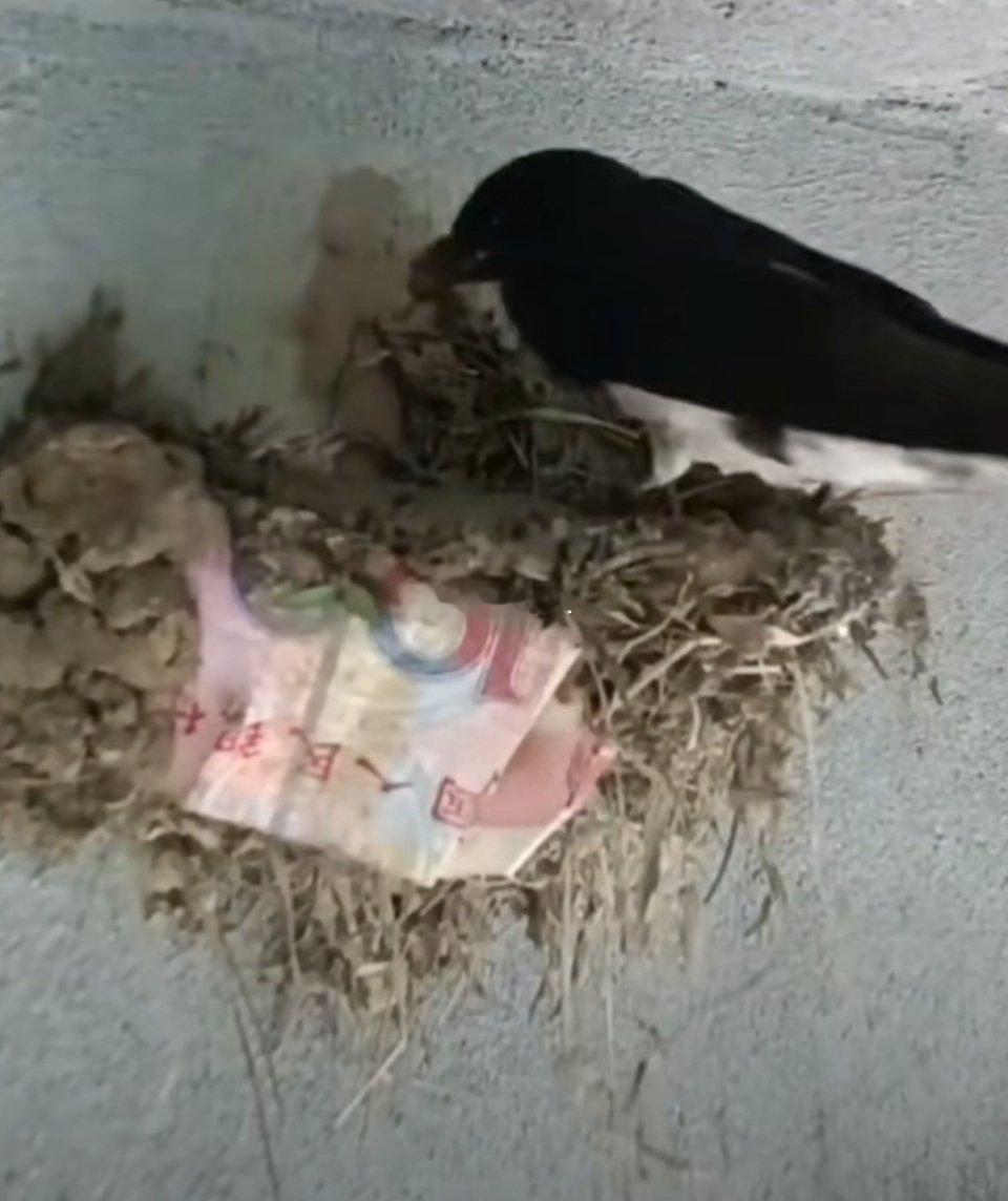 燕子来财，富贵临门 ​​​