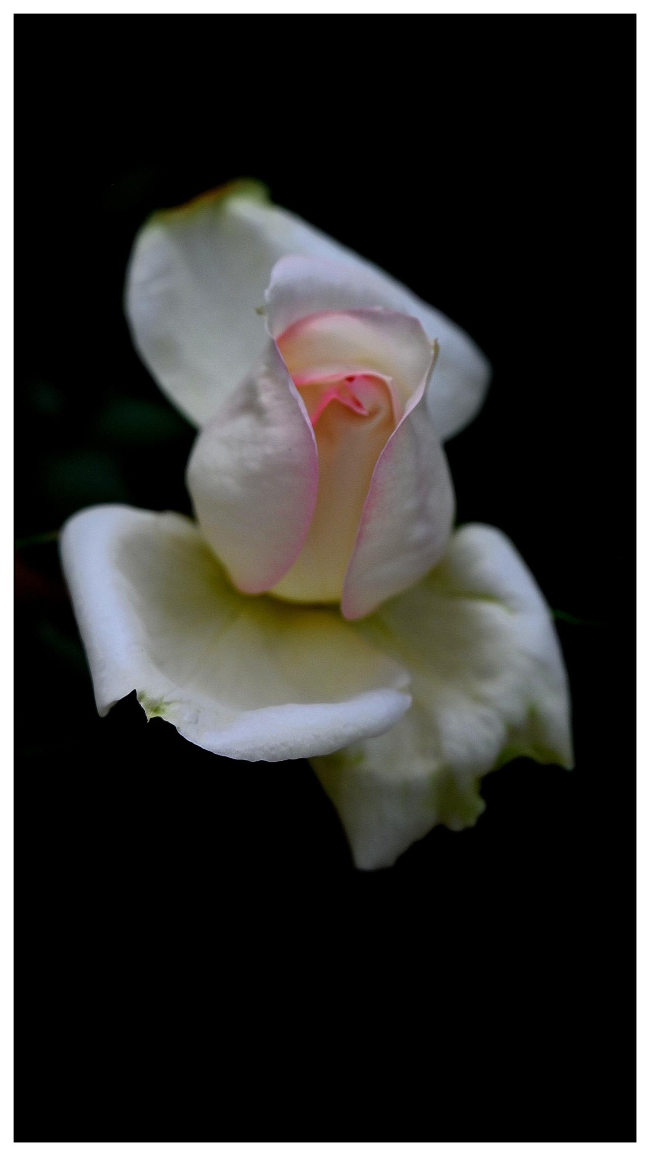 月季花