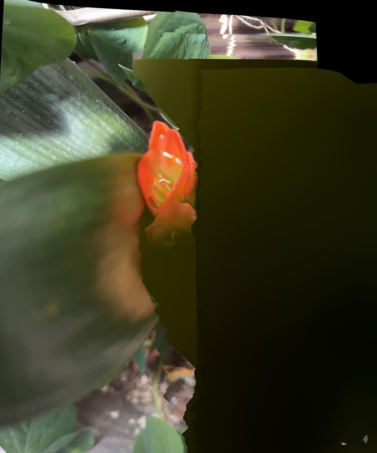 晒图笔记大赛我家自养的君子兰，反季开花，由于天气炎热竟然在夏季开花。像叛逆的孩子