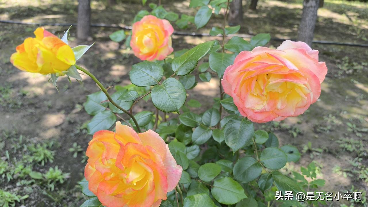 奉劝各位慎重奔赴湖北恩施，不是景色不好，而是戒断反应太难受了从恩施回来快一周了，