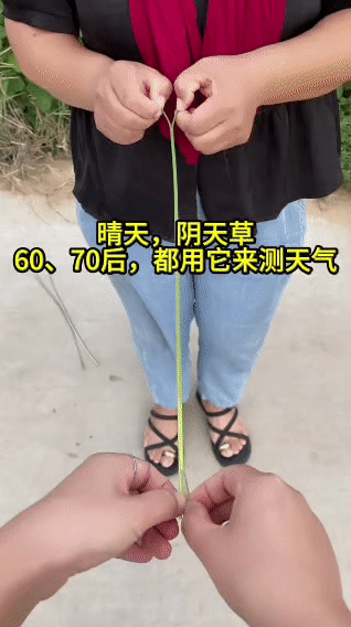 在过去，没有先进的天气预报设备，60、70后的人们就用“晴天，阴天草”来测天气。