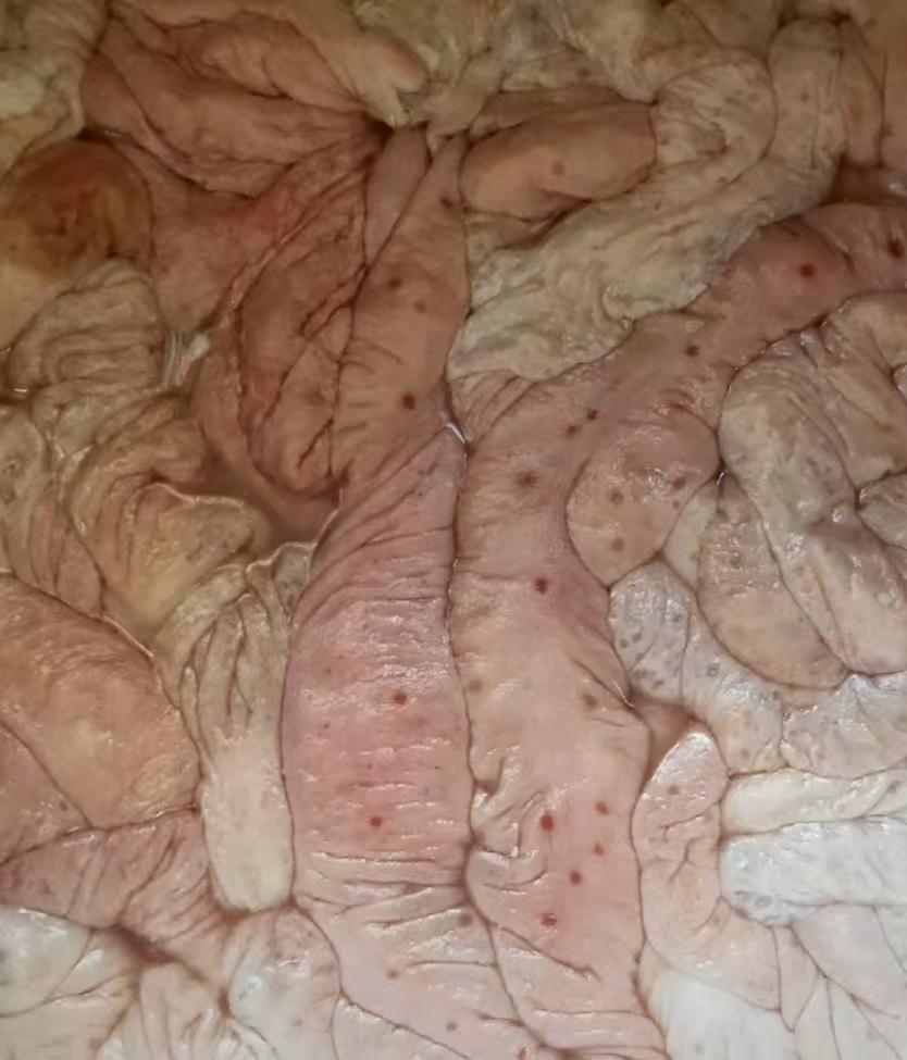 猪大肠上面布满了小红点能吃吗？今天去买了副猪大肠，付完钱拿回家准备卤了吃。到家后