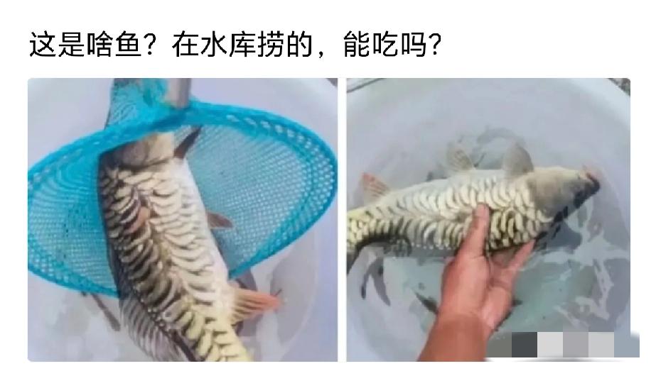 爱钓鱼的大佬们帮看看，这鱼到底能不能吃呀？[what]
