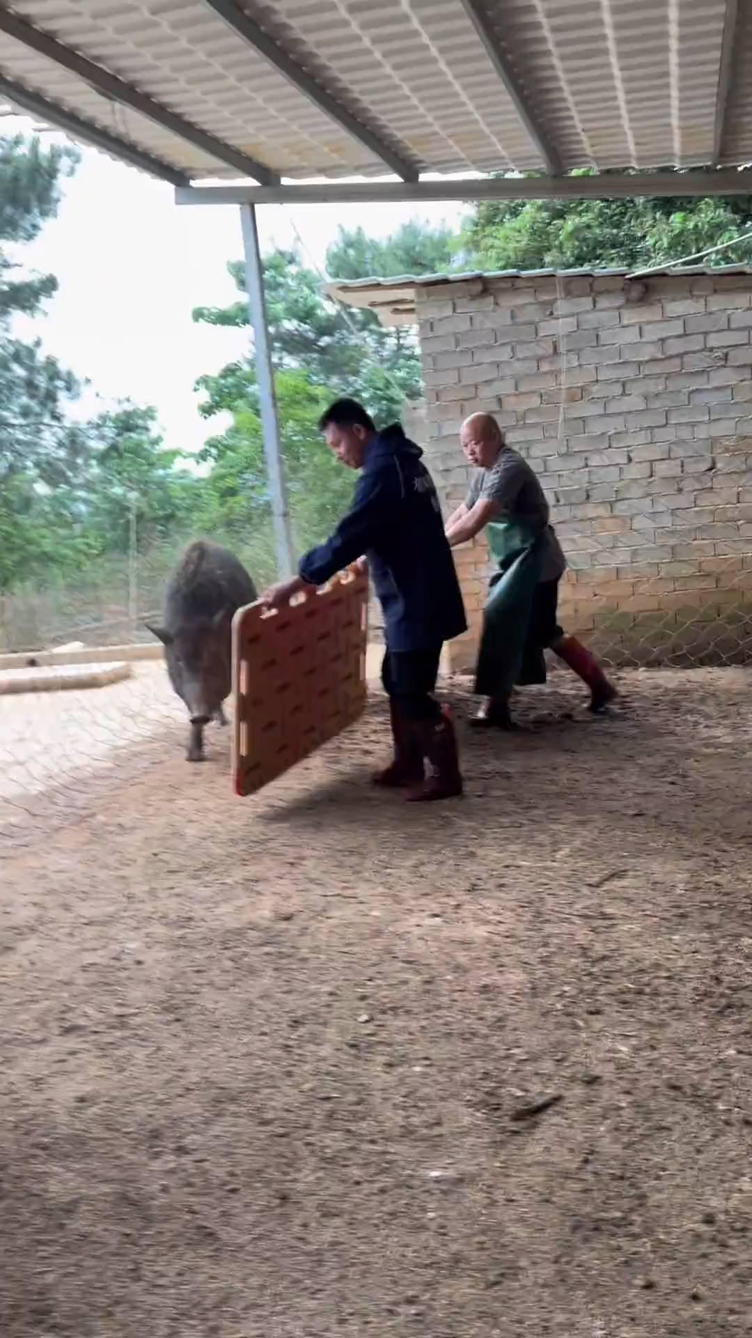 我很怕那边门没关，两公分厚的猪皮，皱巴拉的就是很厚，笼子根本就装不下来，站不起来