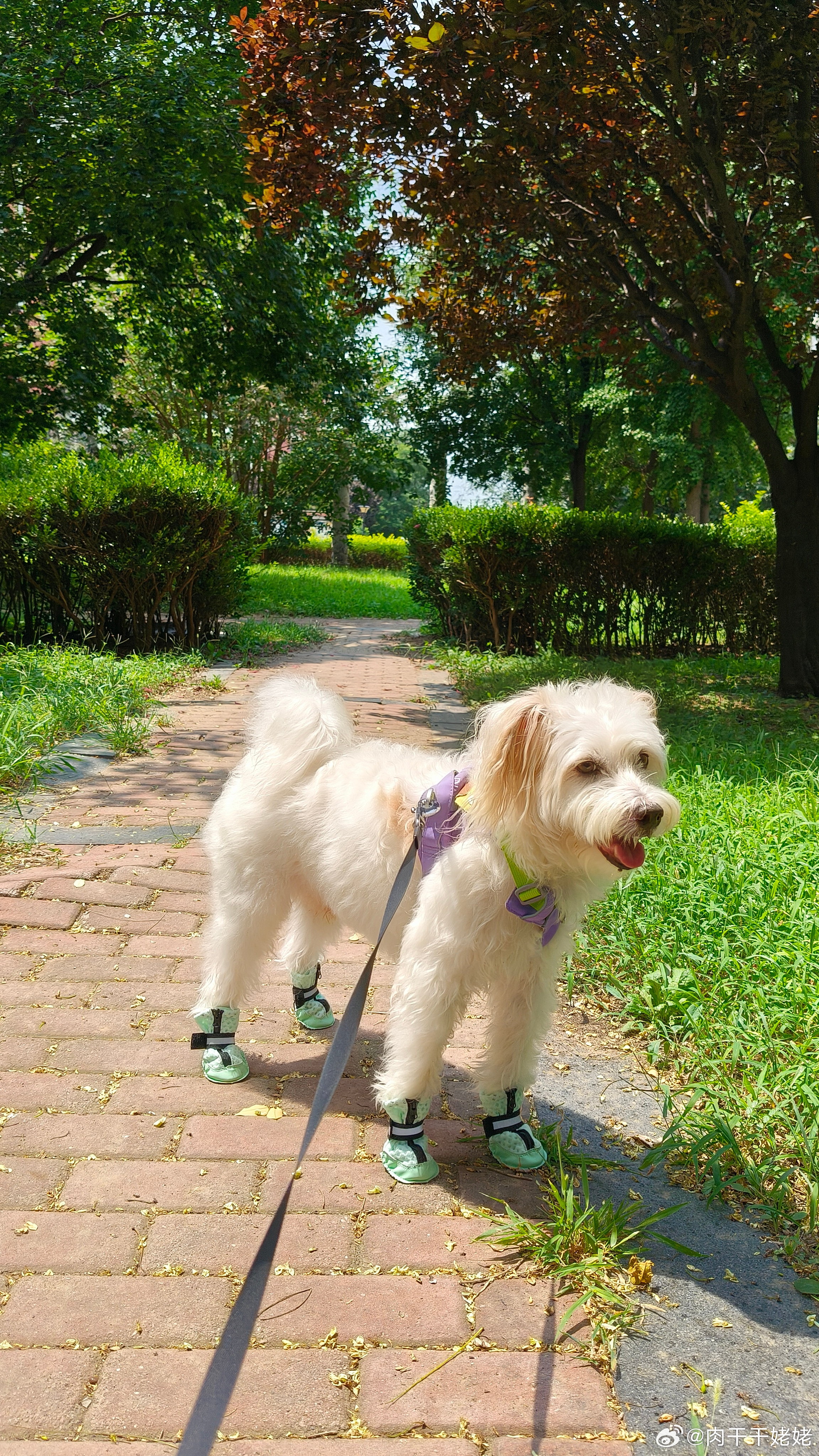 小王穿新鞋啦！是我非常喜欢的马卡龙色系的，现在年轻人不要孩子养宠物的越来越多，宠