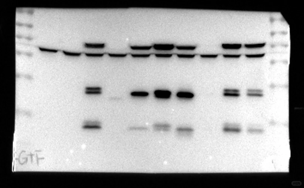 是谁说的一张膜上条带形状就一定一致啊