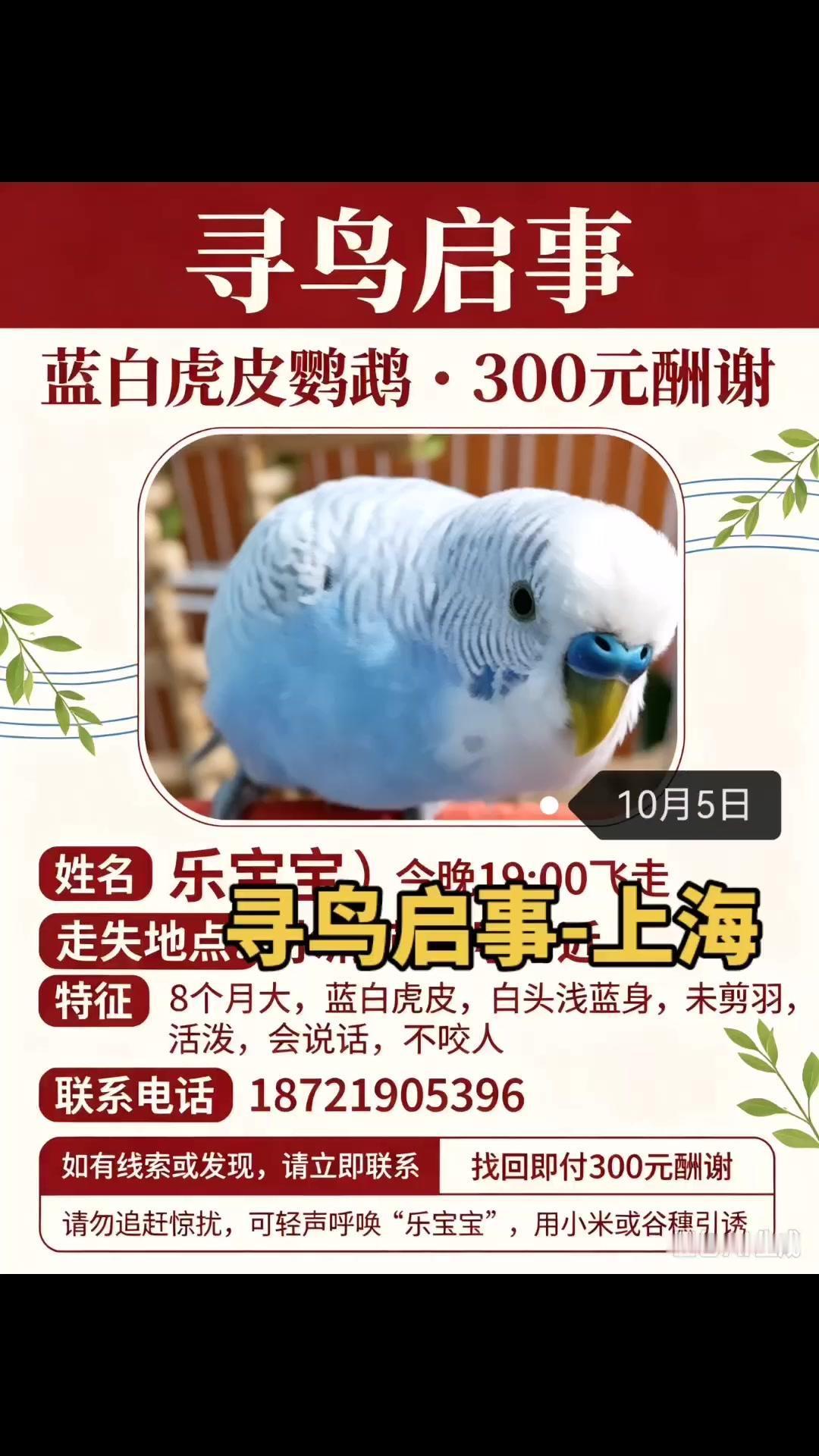 🙏我家8个月大的公鸟“乐宝宝”，10月5日在上海闵行水清苑飞走，当时塑料笼子掉