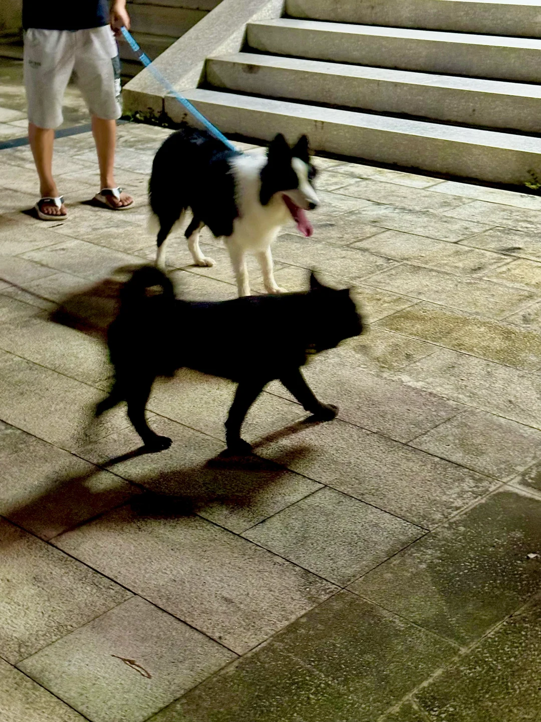 🎉漳州人的夏天，听歌泡茶还可以遛修狗🐶