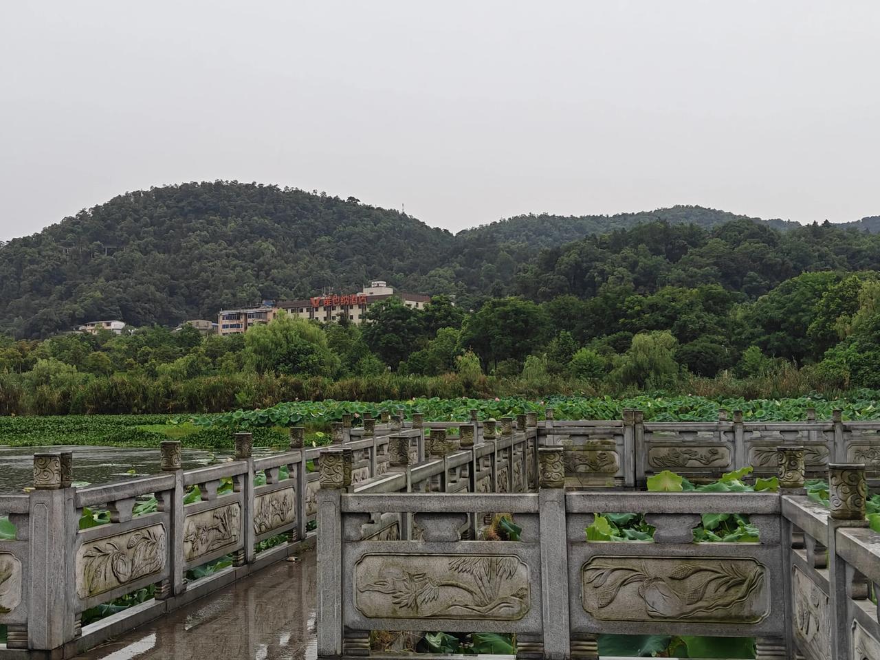 西湖公园美景随拍长沙西湖公园东南一隅，有连大湖的小荷塘，既连通又独立，正是赏荷好