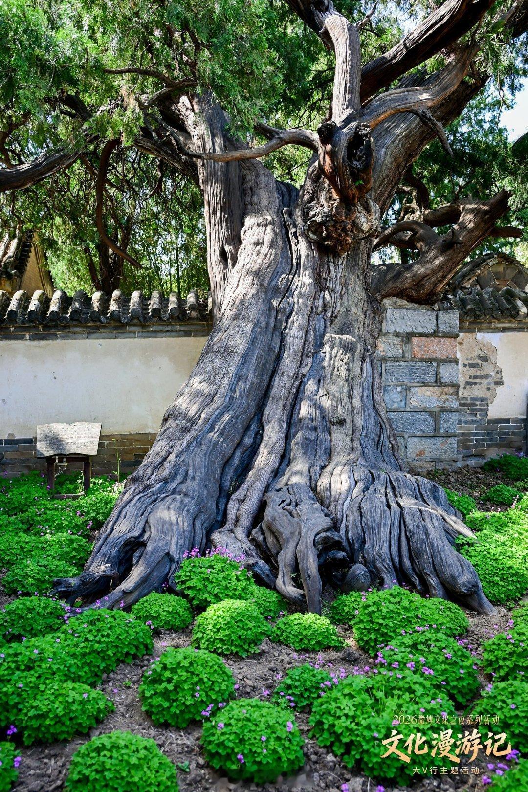 我刚刚发明了一个柏树关系理论：现代任何一个健在的人，只需要一棵柏树，就能和乾隆帝