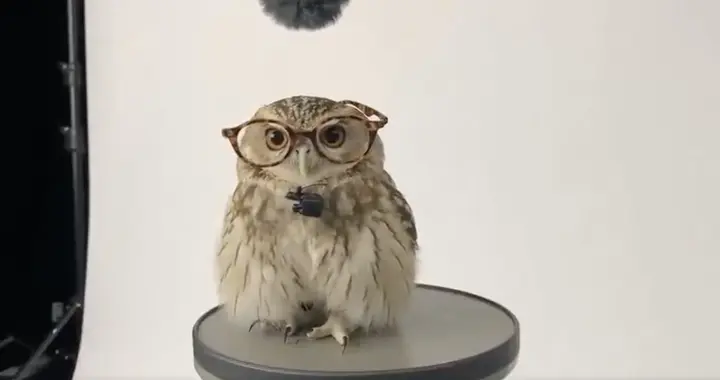 Sora連更三大新功能！一鍵打造IP形象，限時免注冊碼搶占安卓市場