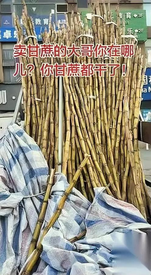楼下甘蔗哥没出摊，

快俩月了。

他那辆三轮车还在，上面的甘蔗缩成干木棍，看着