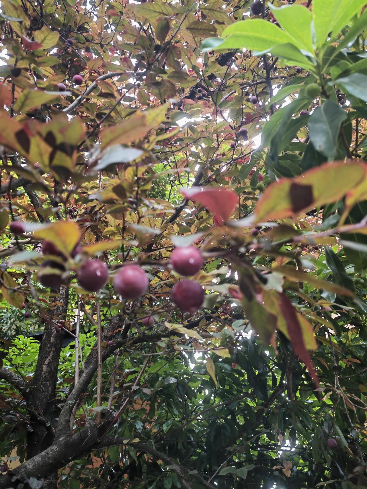 雨后闲逛，意外解锁小区野趣日常🌿
 
原来平凡的小区散步，也藏着满满的山野浪漫