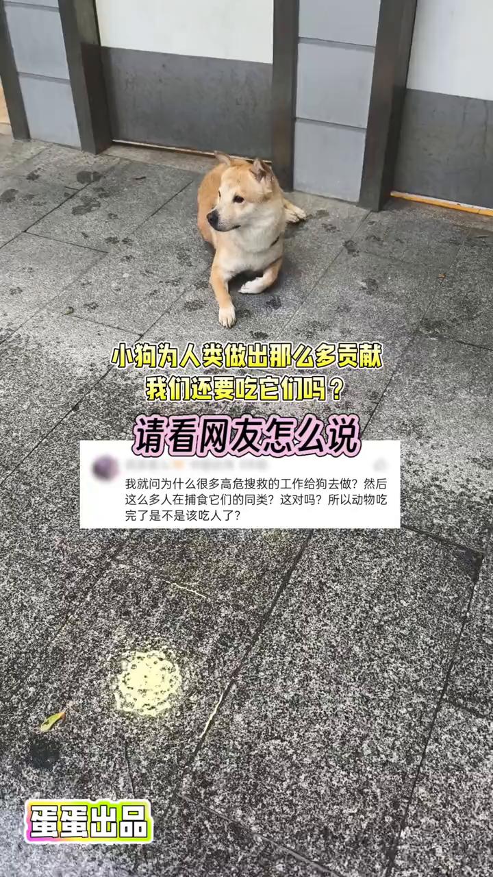 小狗为人类做出那么多贡献，我们还要吃它们吗？请看网友怎么说。
我就问为什么很多高