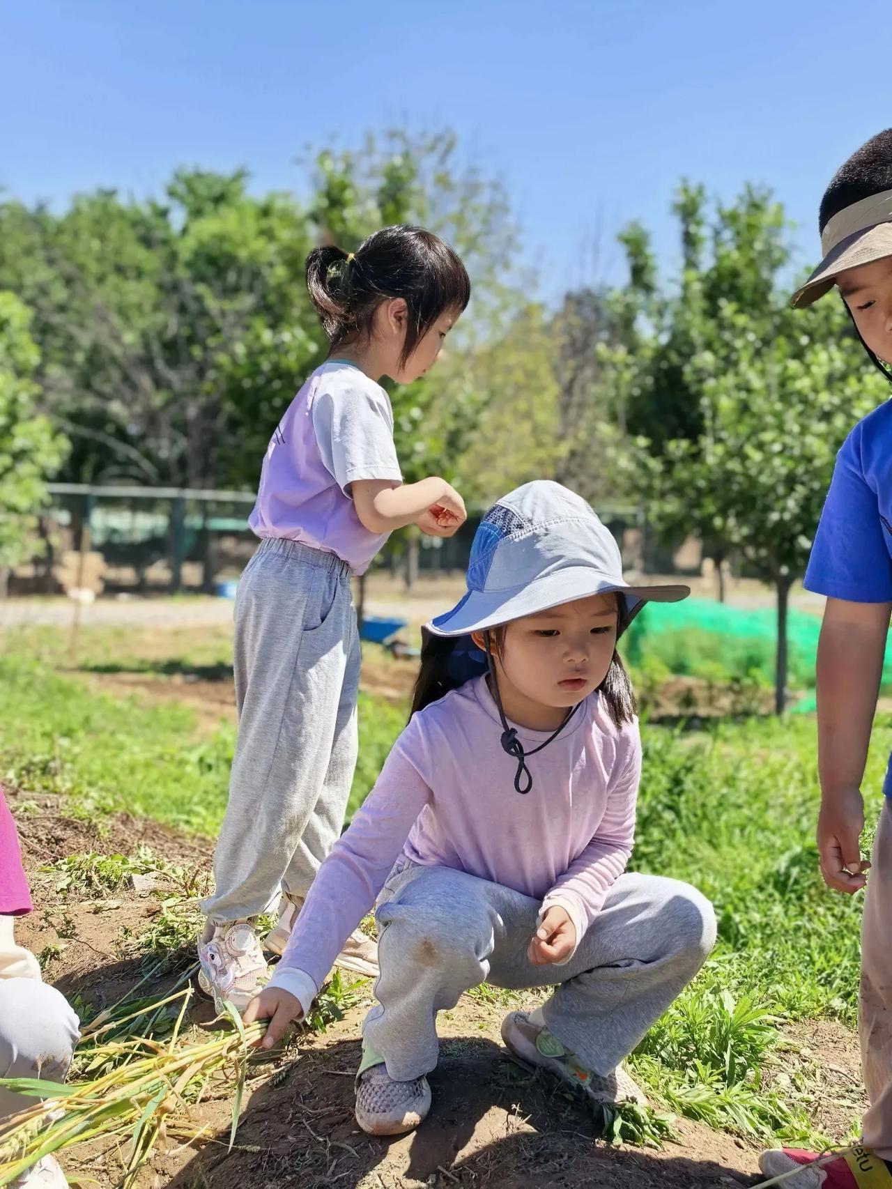 阳光洒在幼儿园的草地上，老师带着小朋友们来拔青草。小家伙们蹲下身，小手紧紧抓住草